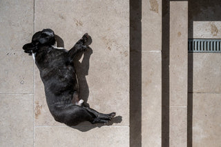 Dog lying on a stone patio casting a shadow